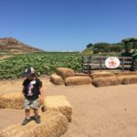 大人気!カリフォルニア州アーバインのタナカファームズから見るビジネスモデル
